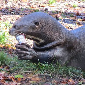 Giant Otter 10/14