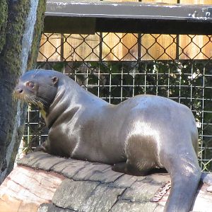 Giant Otter 10/14