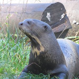 Giant Otter 10/14
