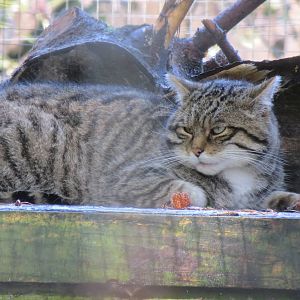 European Wildcat 10/14