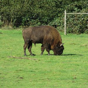 Wisent 10/14