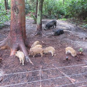 Eurasian Wild Boar 10/14