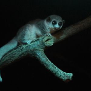 Western Fat-tailed Dwarf Lemur (Cheirogaleus medius) in famous Grzimek Haus