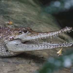 Freshwater Crocodile (Crocodylus johnsoni)