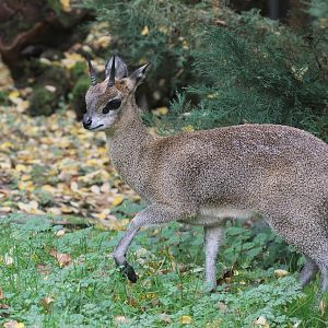 Ethiopian Klipspringer (Oreotragus oreotragus saltatrixoides) male