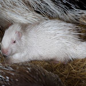 African crested porcupine : Wingham : 13 Oct 2014