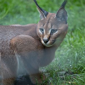 Caracal : Wingham : 13 Oct 2014