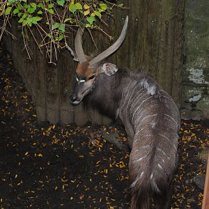 Lowland Nyala