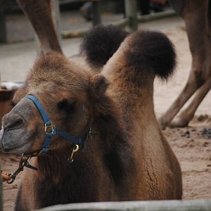 Domestic Bactrian Cmel