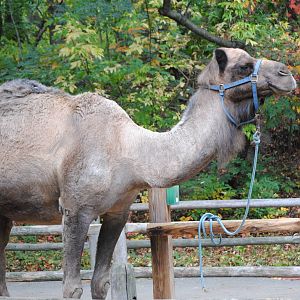 Dromedary Camel