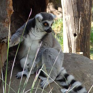 Ring Tailed Lemur