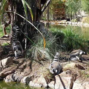 Ring Tailed Lemurs
