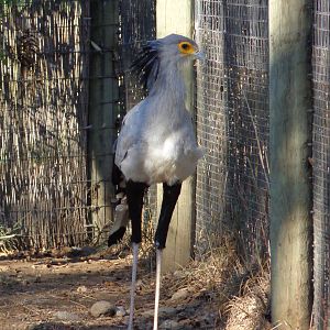 Secretary Bird #1