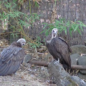 Hooded Vultures