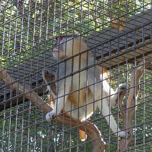 Patas Monkey