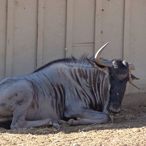 Common Wildebeest
