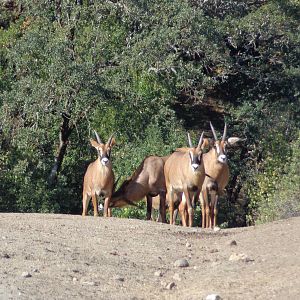 Roan Antelope