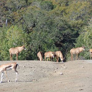 Roan Antelope and Grant's Gazelle