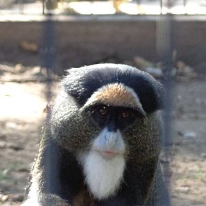 De Brazza's Monkey