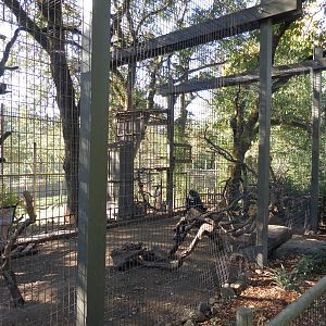 De Brazzas Monkey Exhibit