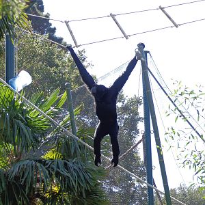 Siamang