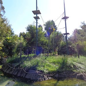 Siamang Island (2014) #1