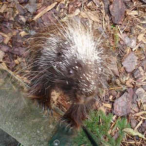 North American porcupine