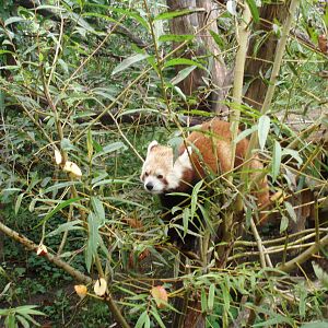 Red panda