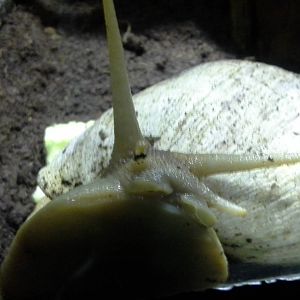 Giant African land snail