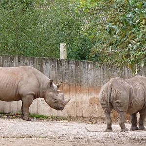 Black Rhino pair, 22 October 2014