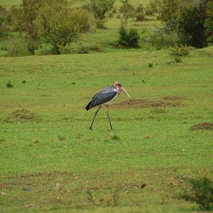 Marabou Stork - Masai Mara NR