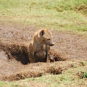 Spotted Hyena Mother & Pup - Masai Mara NR