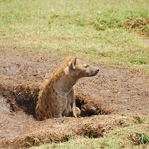 Spotted Hyena Mother & Pup - Masai Mara NR