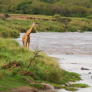 Tempted to Cross - Masai Mara NR