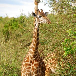 Masai Giraffes - Masai Mara NR