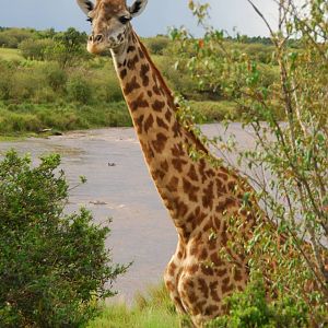 Giraffe - Masai Mara NR