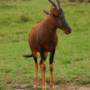 Topi - Masai Mara NR