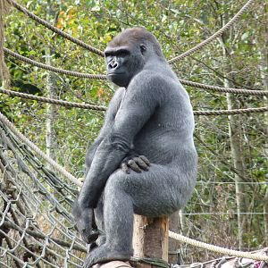 Male gorilla, Kiondo, October 2014
