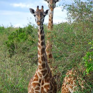 Giraffes - Masai Mara NR
