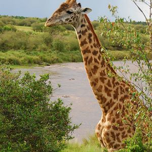 Giraffe - Masai Mara NR