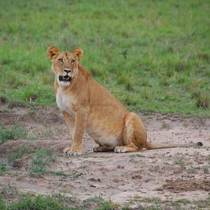 Lioness - Masai Mara NR