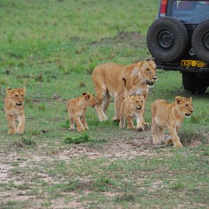 Lioness and Cubs - Masai Mara NR