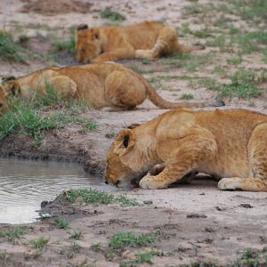 Thirsty Cubs - Masai Mara NR
