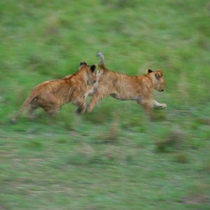 Cubs At Play - Masai Mara NR