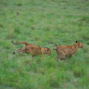 Cubs At Play - Masai Mara NR