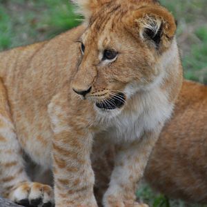 Cub Less Than 10 Feet Away - Masai Mara NR