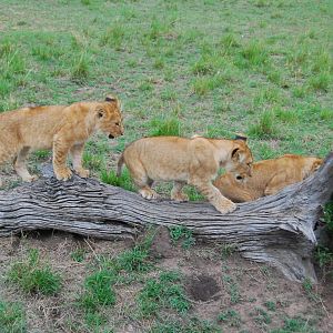 Cubs on Log - Masai Mara NR