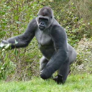 Male gorilla, Kivu, October 2014