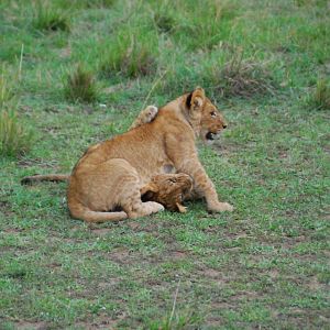 Cubs At Play - Masai Mara NR
