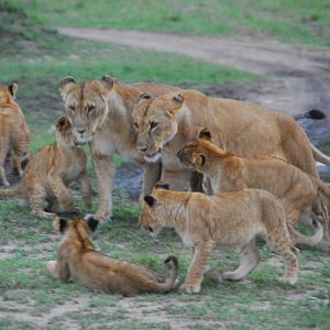 After A Feast - Masai Mara NR